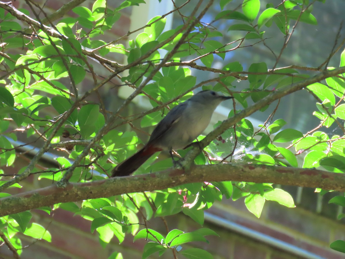 Кошачий пересмешник - ML621507847