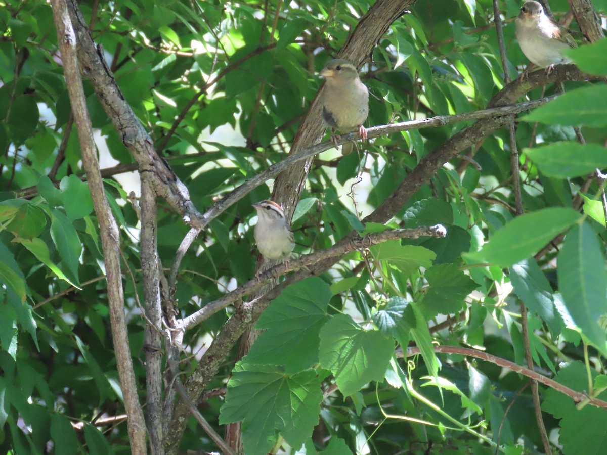 Малая воробьиная овсянка - ML621507865