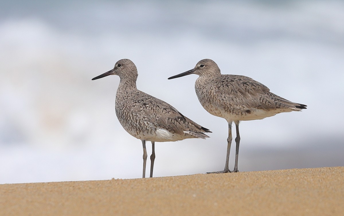 Willet - ML621507933