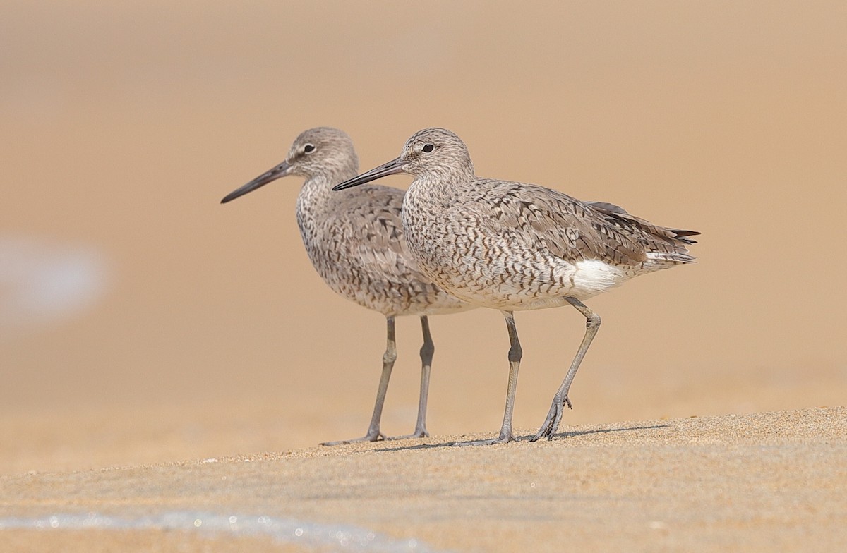 Willet - ML621507934