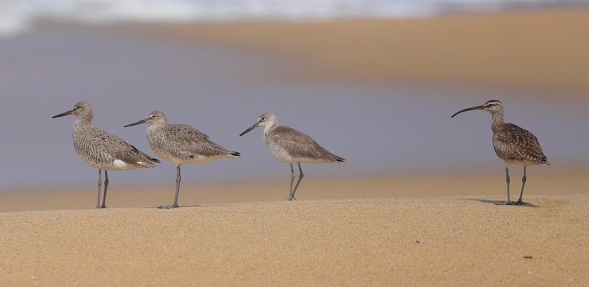 Willet - Carles Juan-Sallés