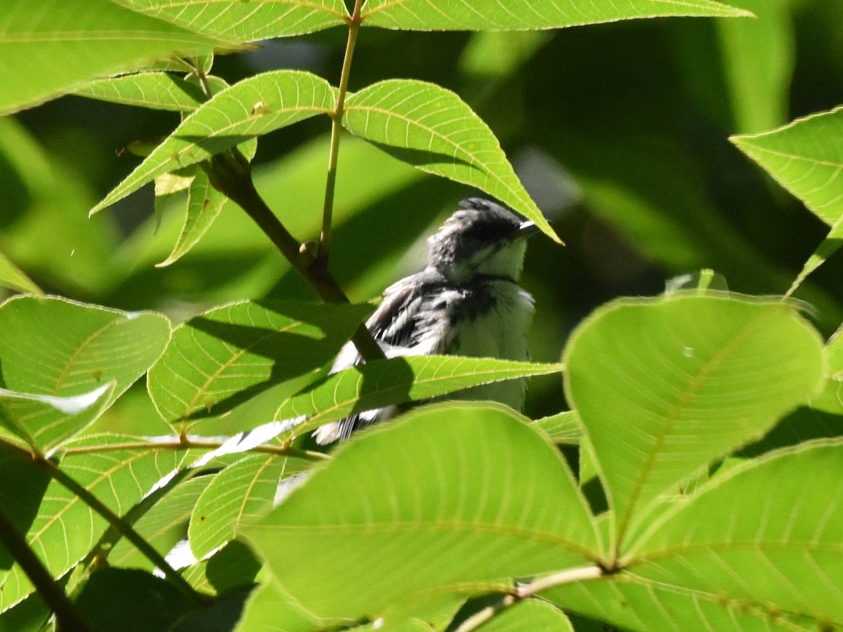 Cerulean Warbler - ML621508000