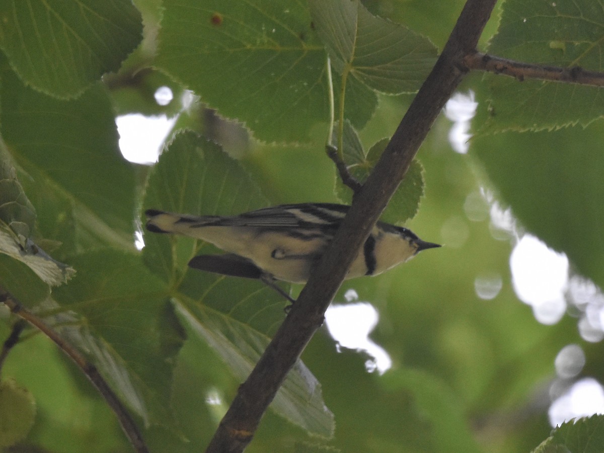 Cerulean Warbler - ML621508001