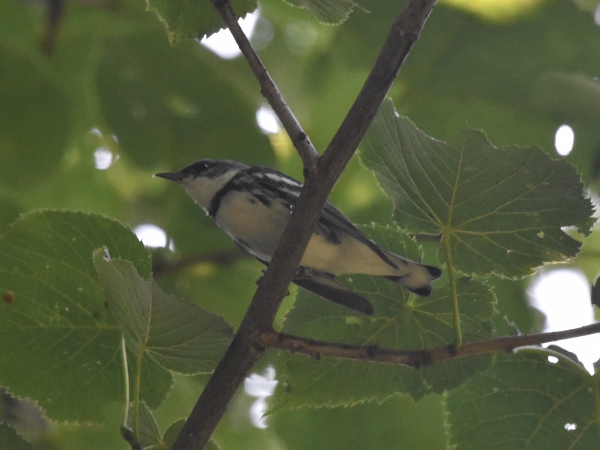 Cerulean Warbler - ML621508003