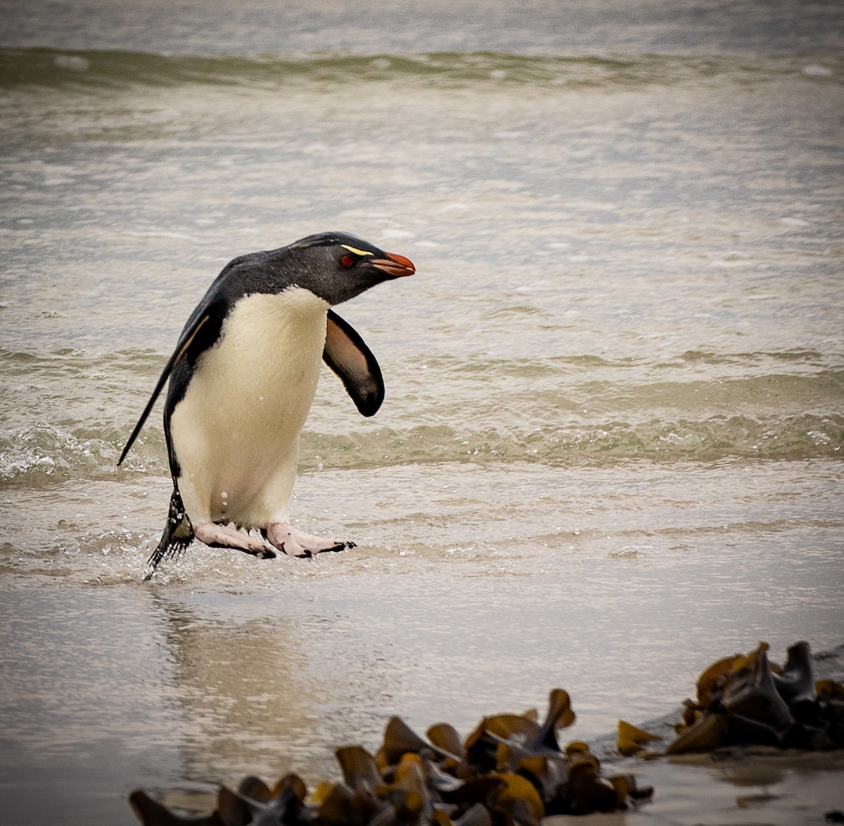 Southern Rockhopper Penguin - ML621508010