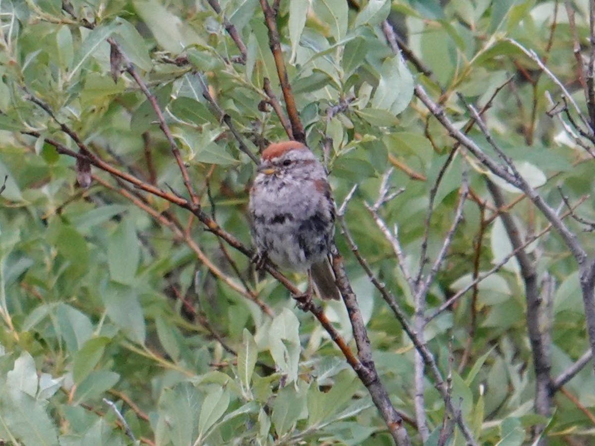 American Tree Sparrow - ML621508033