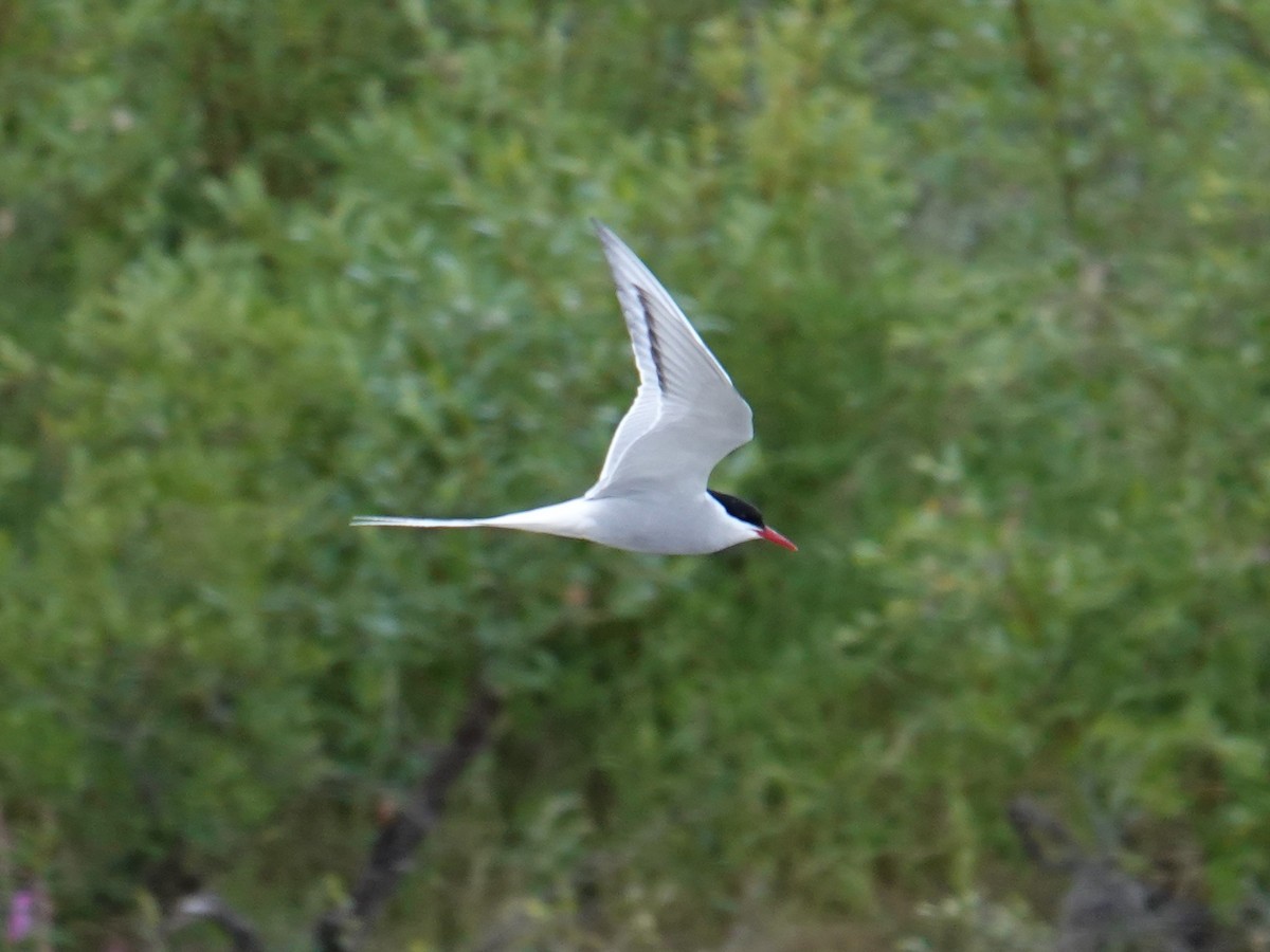 Arctic Tern - ML621508039