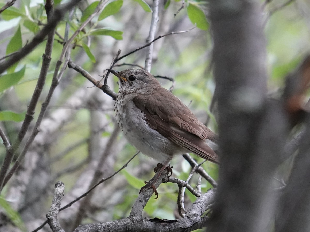 Gray-cheeked Thrush - ML621508062