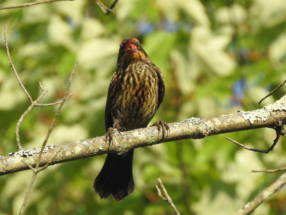 Red-winged Blackbird (Red-winged) - ML621508107
