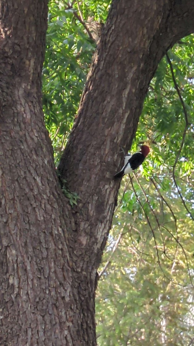Red-headed Woodpecker - ML621508116