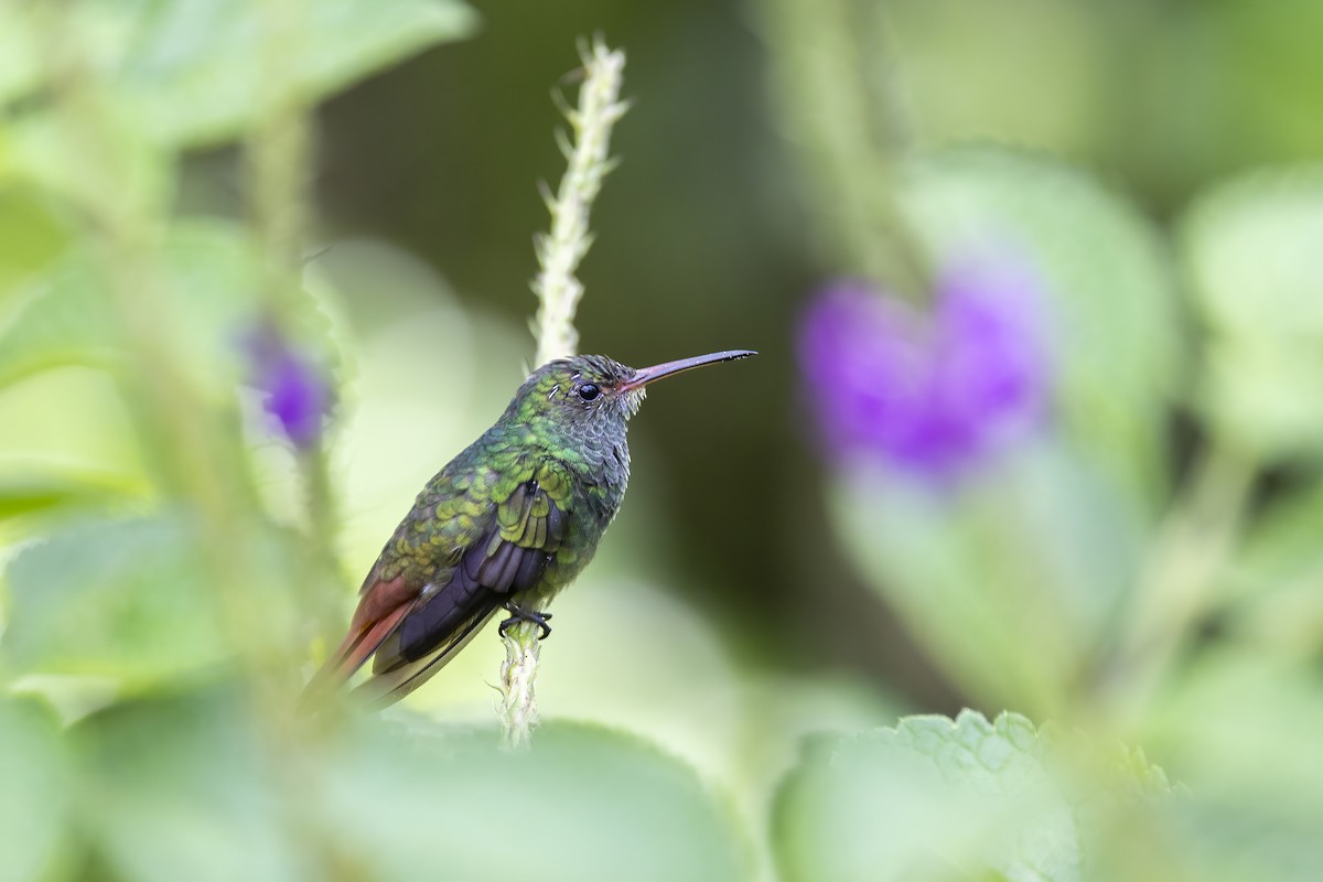 Rufous-tailed Hummingbird - ML621508119