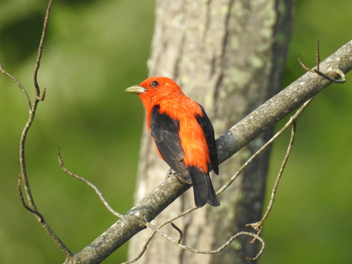 Scarlet Tanager - ML621508121
