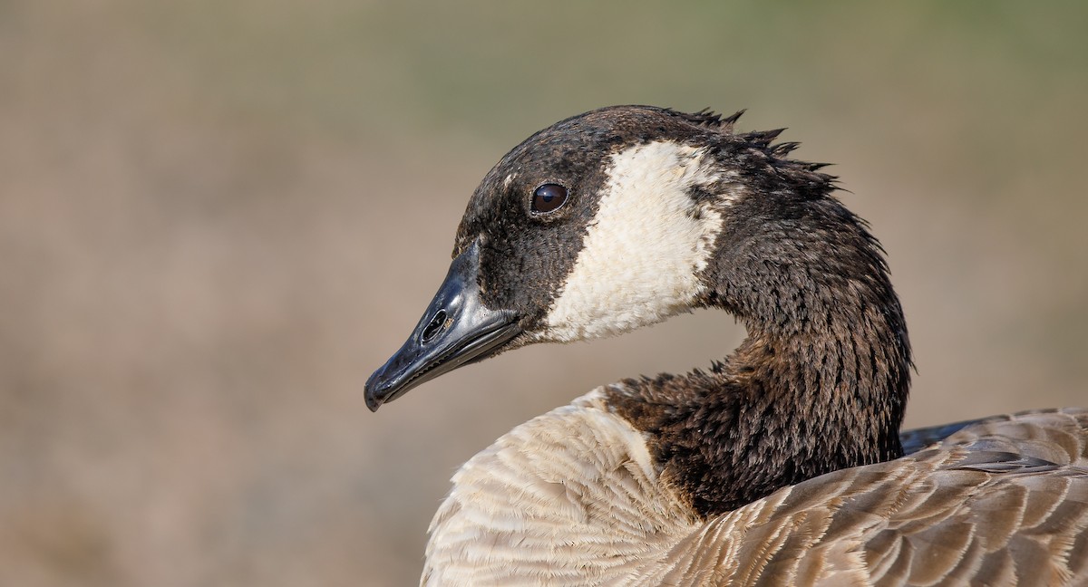 Canada Goose - ML621508124