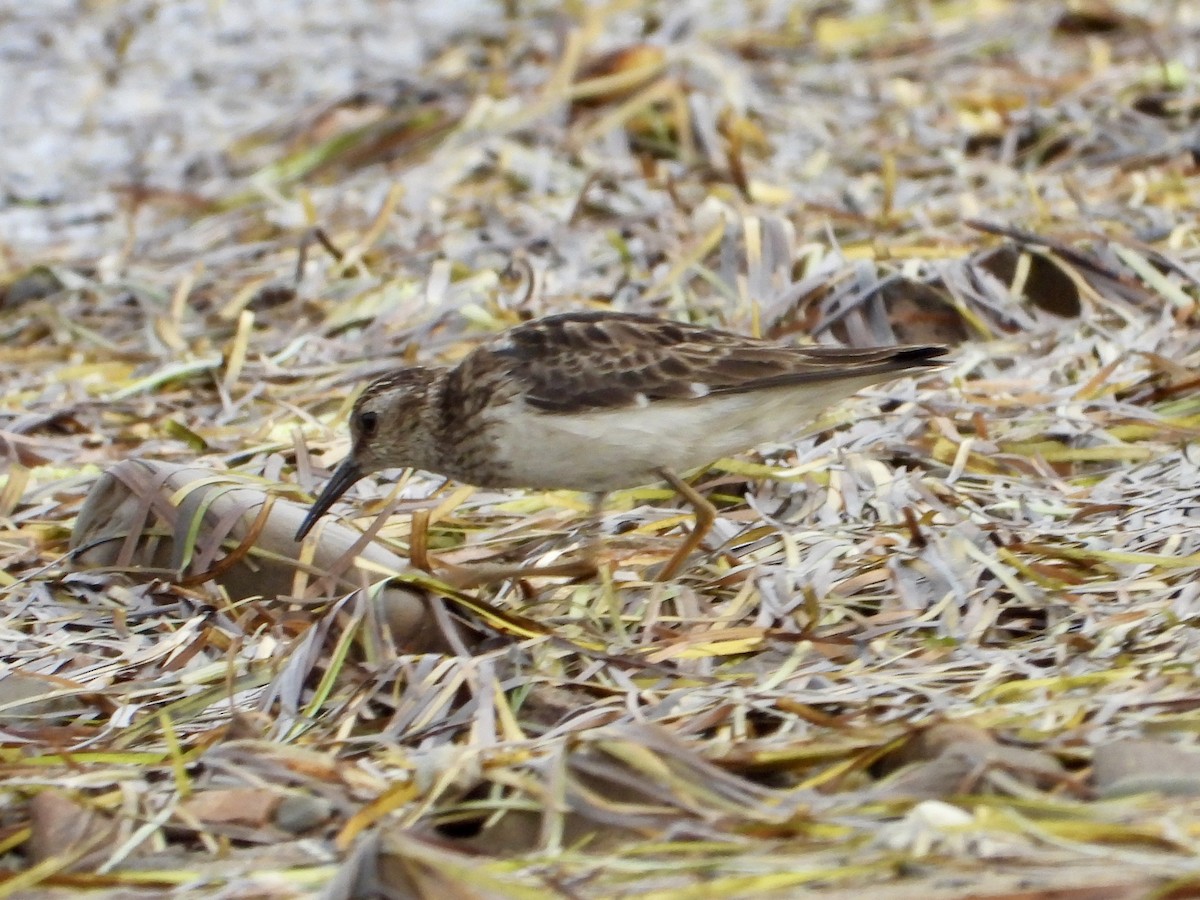 Wiesenstrandläufer - ML621508200