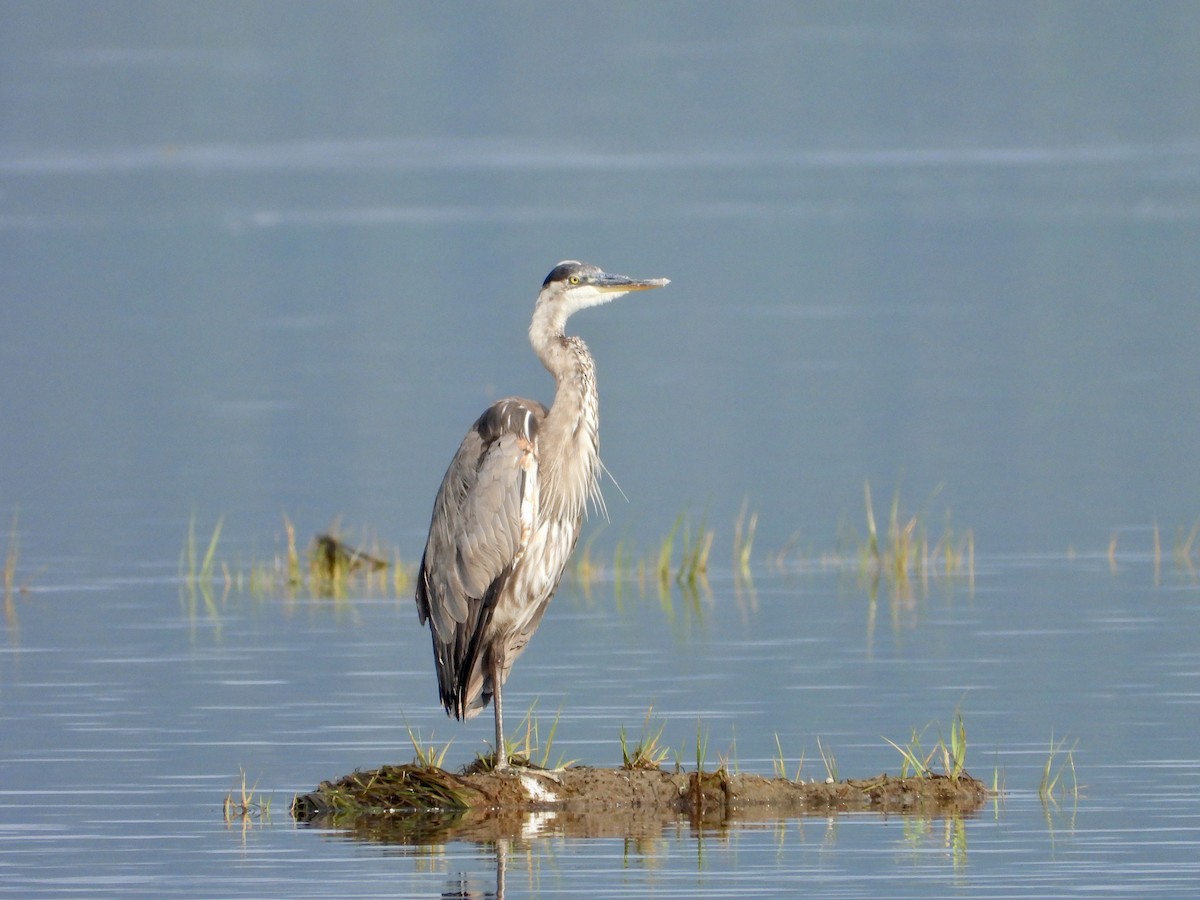 Great Blue Heron - Sophie Bourdages