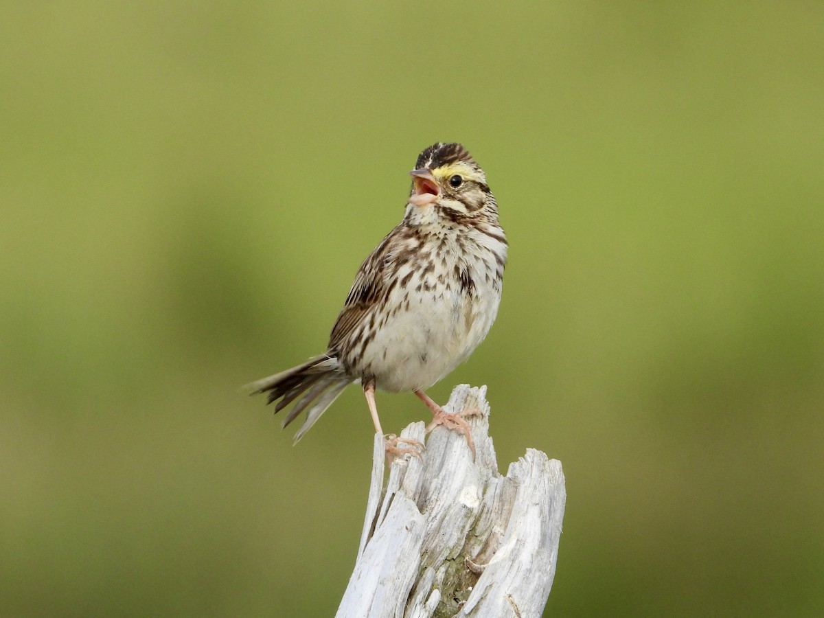 Savannah Sparrow - Sophie Bourdages