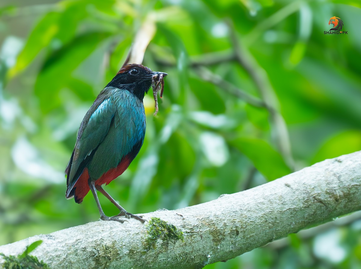 Nicobar Hooded Pitta - PK SHAHID