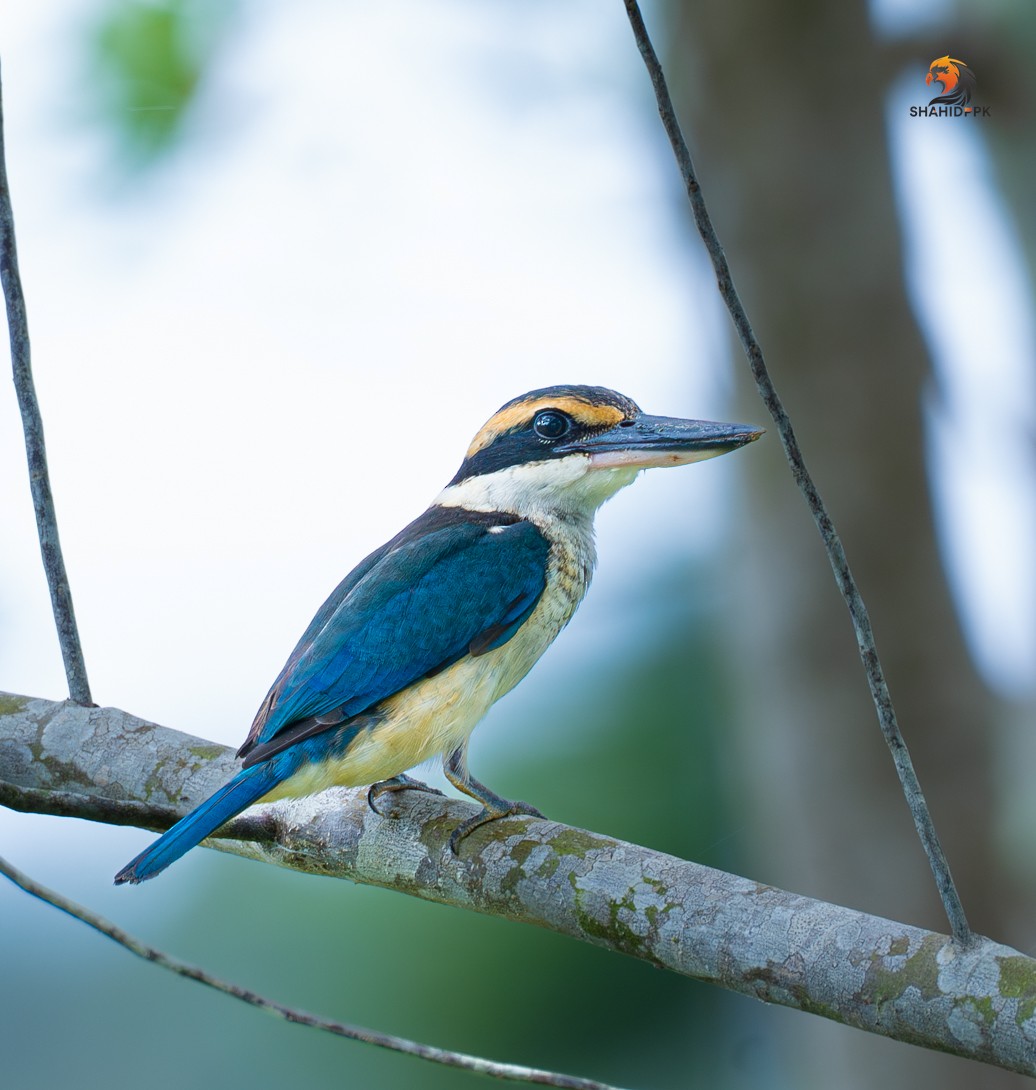 Collared Kingfisher - ML621508245