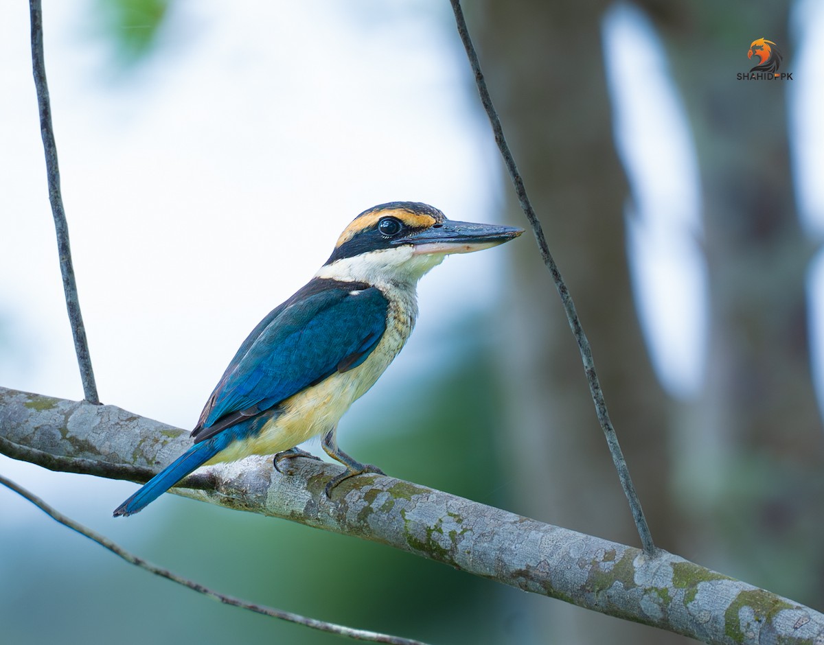 Collared Kingfisher - ML621508246