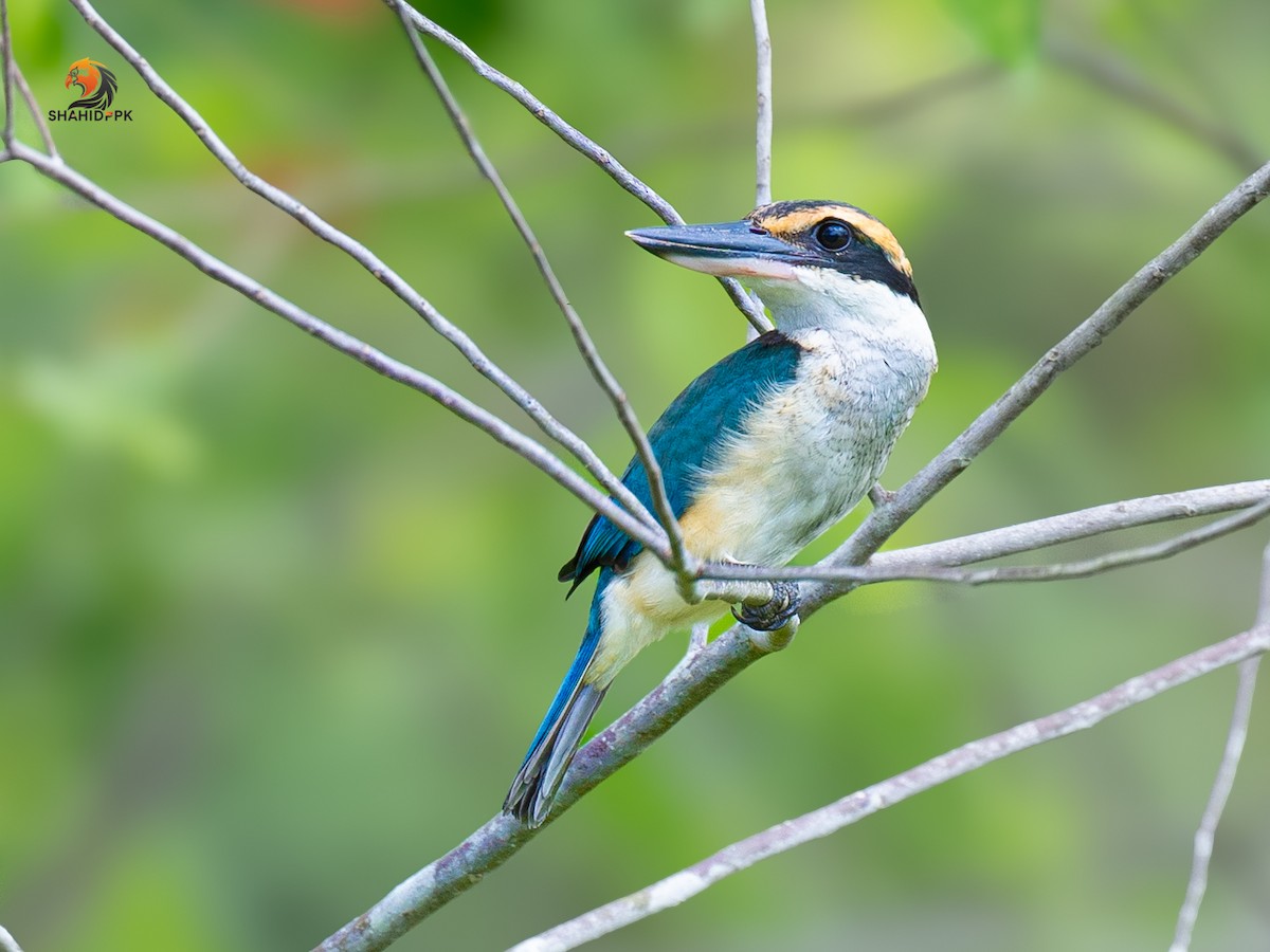 Collared Kingfisher - ML621508247