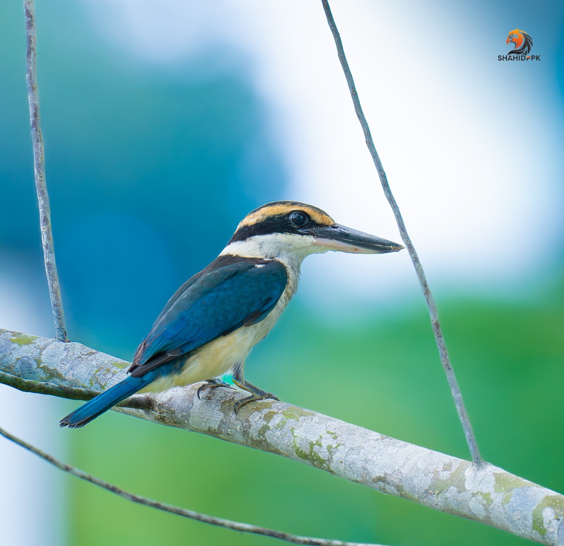 Collared Kingfisher - ML621508248