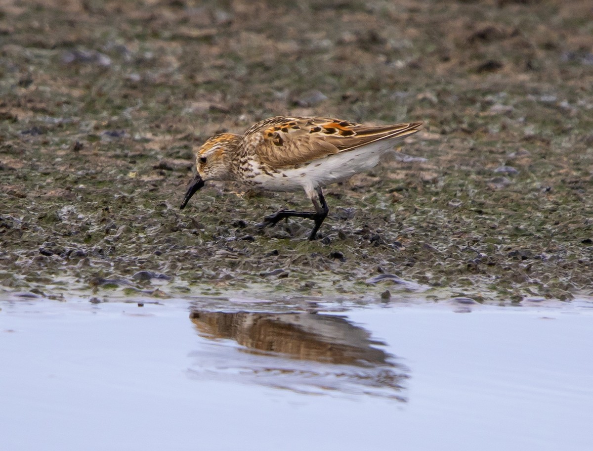 Western Sandpiper - ML621508254