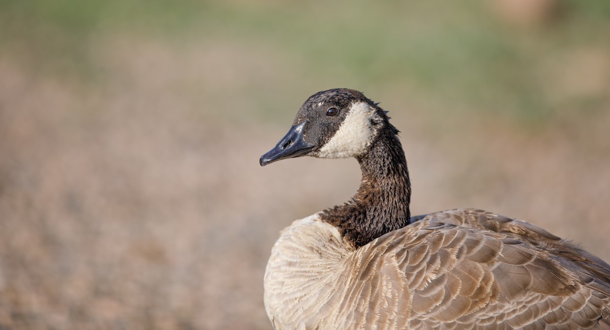 Canada Goose - ML621508268