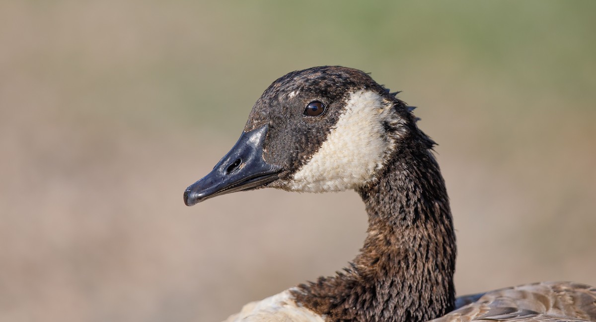 Canada Goose - ML621508282