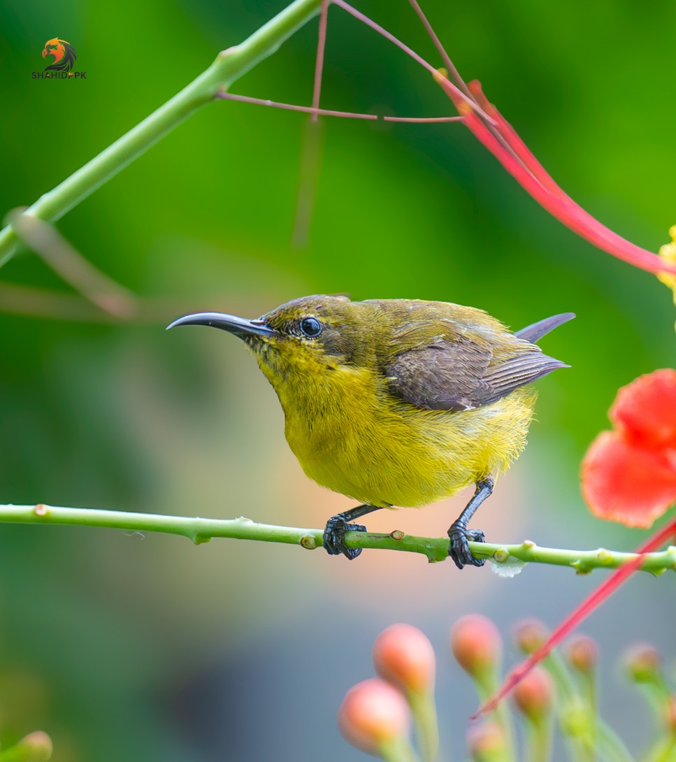 Ornate Sunbird - ML621508338