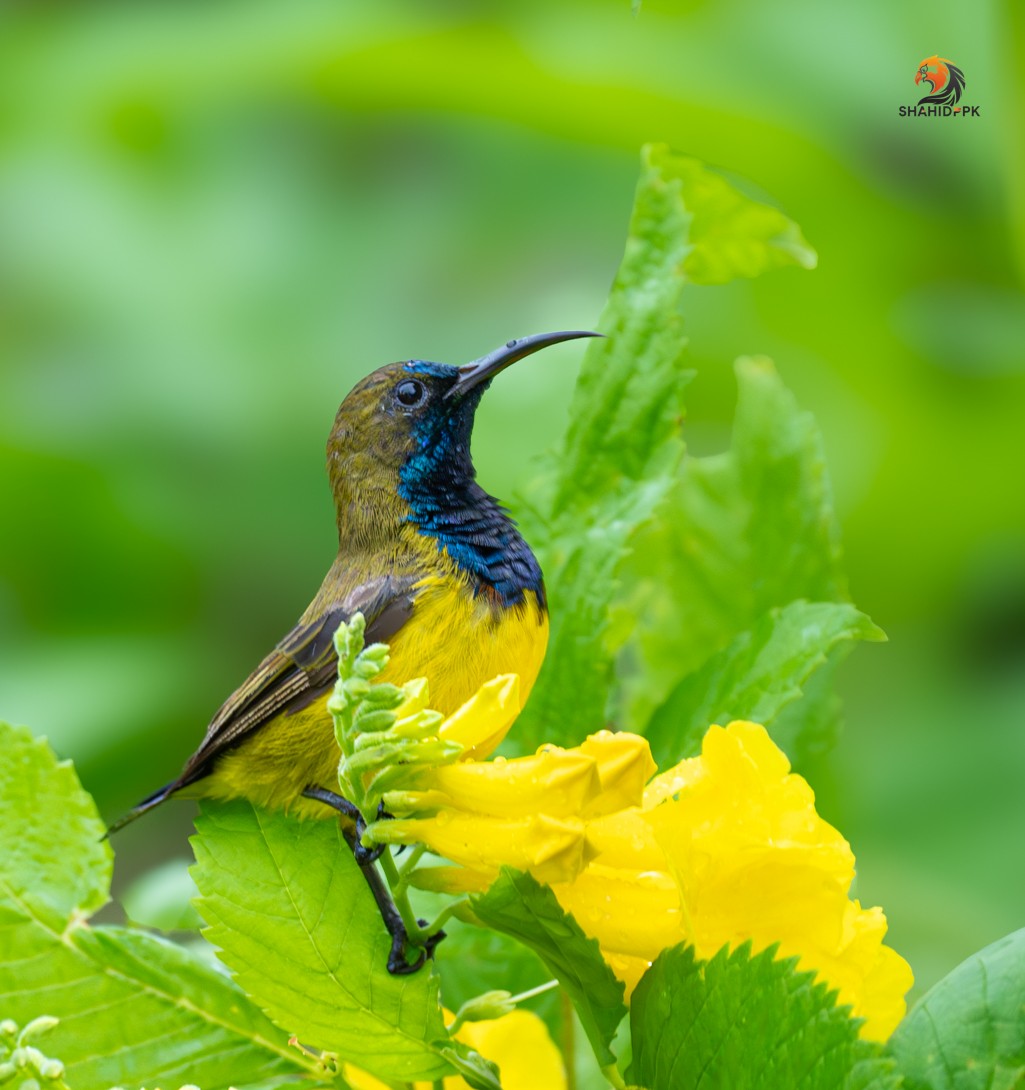 Ornate Sunbird - ML621508339