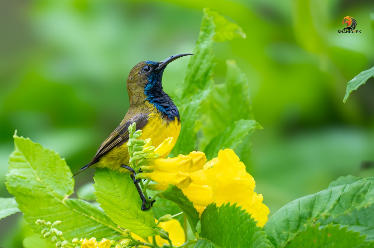 Ornate Sunbird - ML621508340