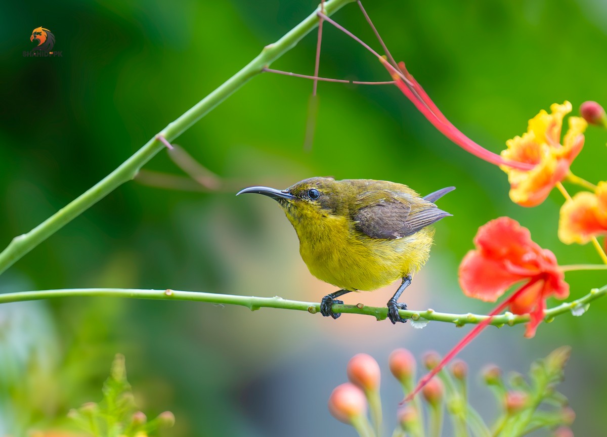 Ornate Sunbird - ML621508341