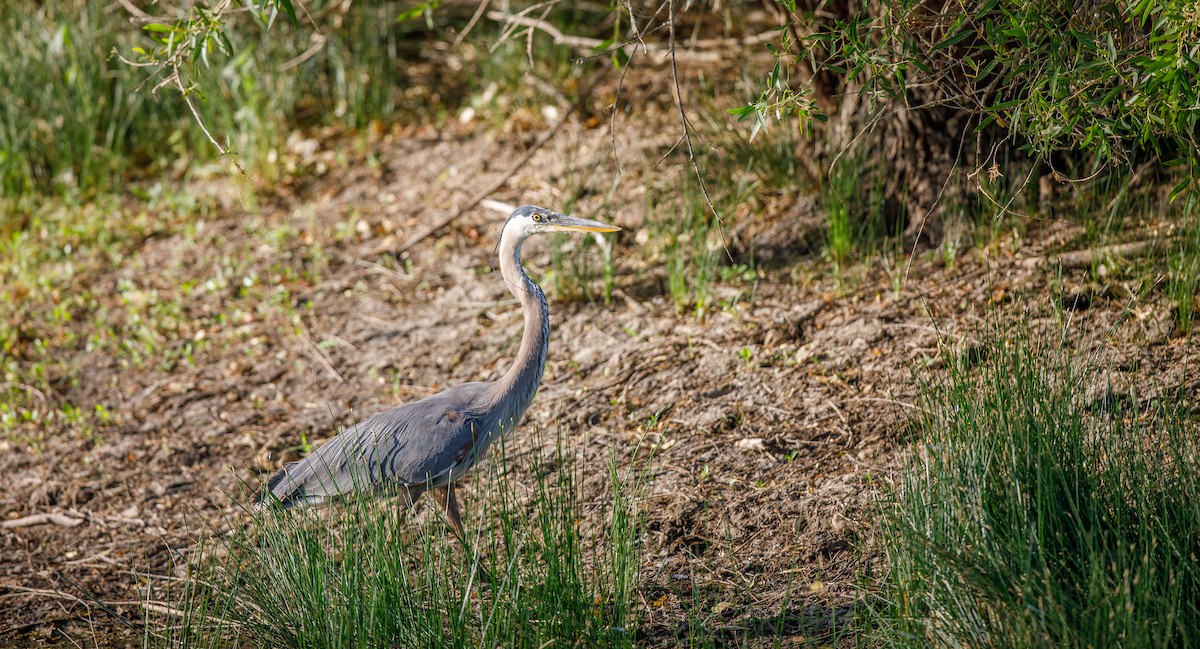 Great Blue Heron (Great Blue) - ML621508382