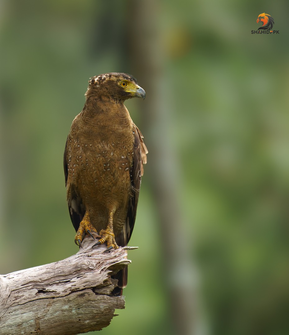 Crested Serpent-Eagle - ML621508407