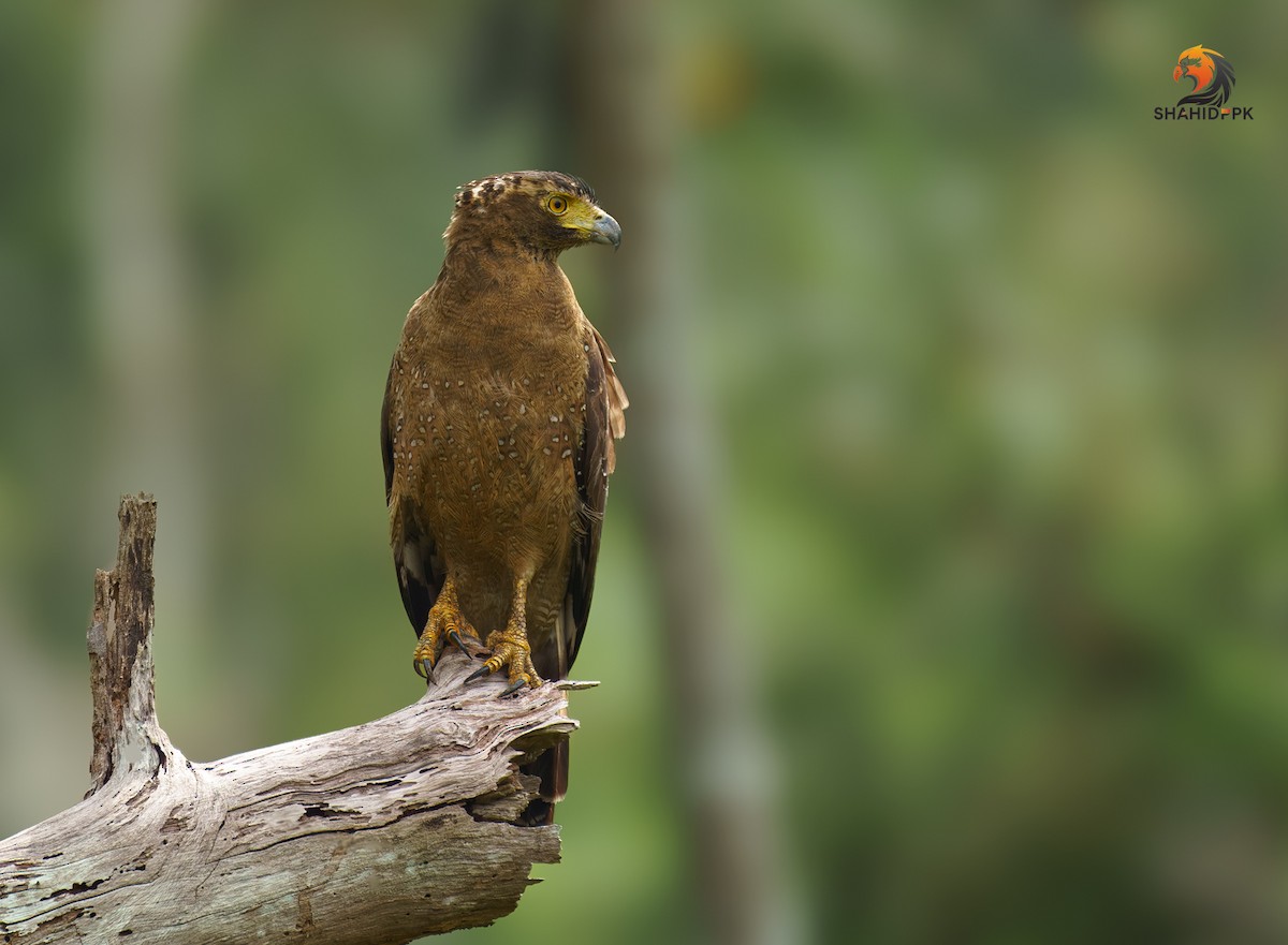 Crested Serpent-Eagle - ML621508408