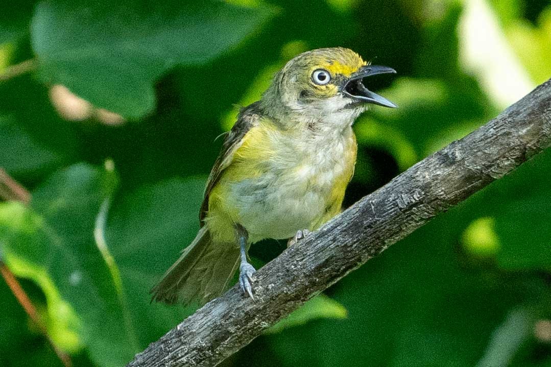 White-eyed Vireo - ML621508448