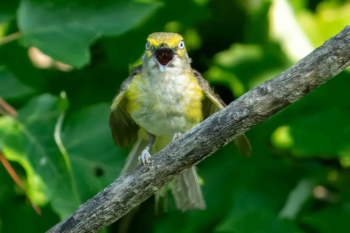 White-eyed Vireo - ML621508449