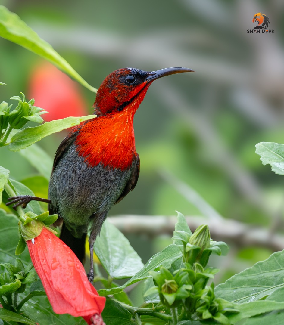 Crimson Sunbird - ML621508454