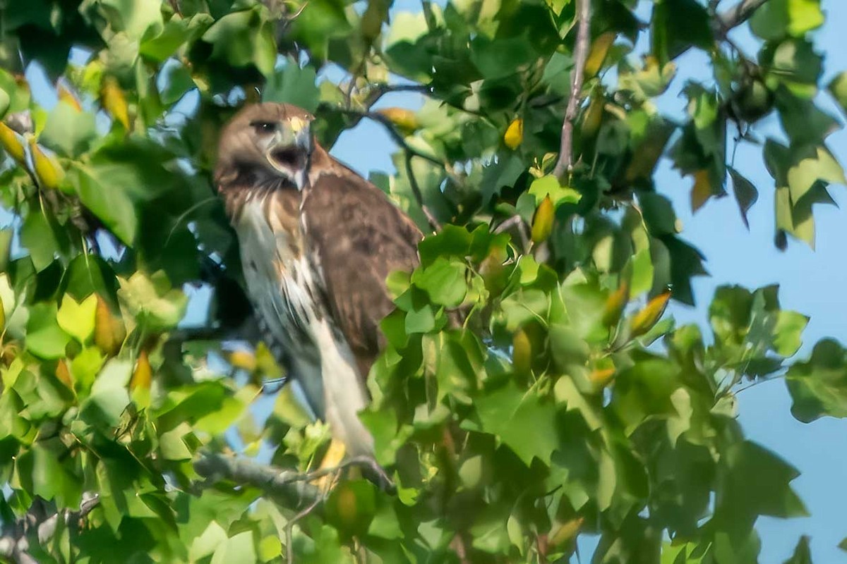 Red-tailed Hawk - ML621508532