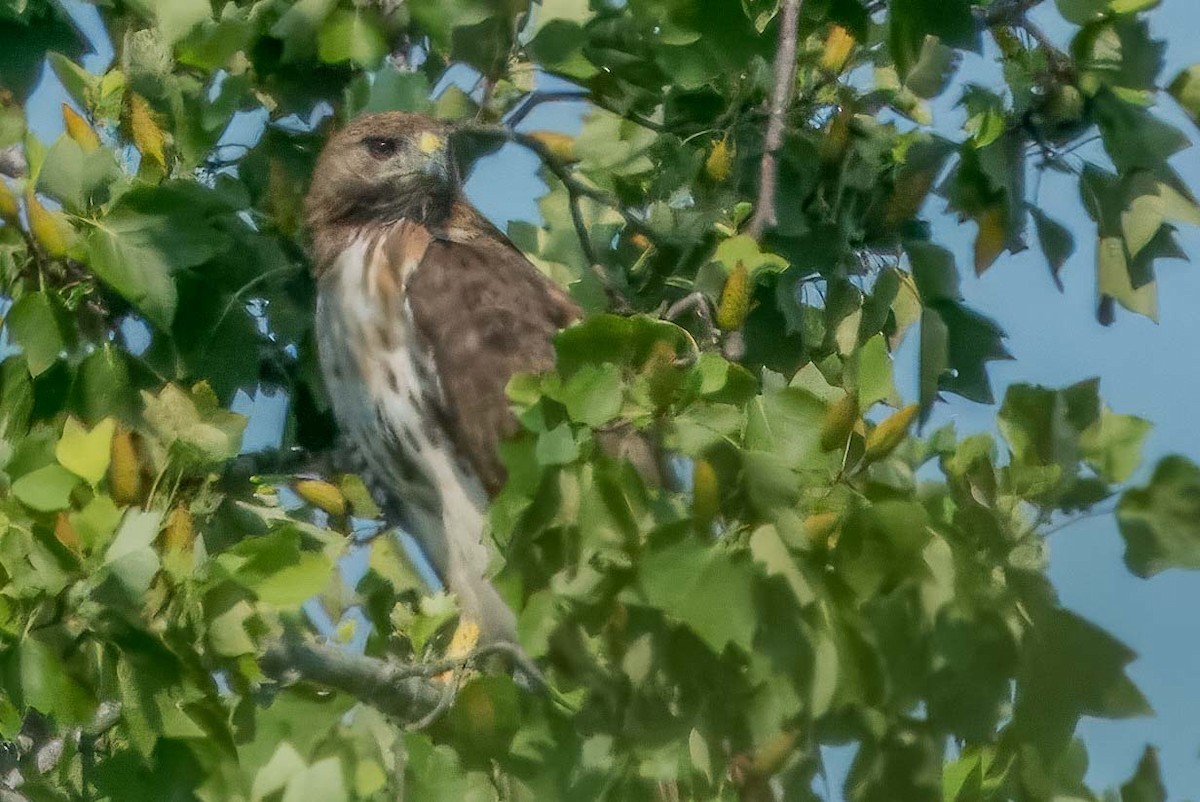 Red-tailed Hawk - ML621508533