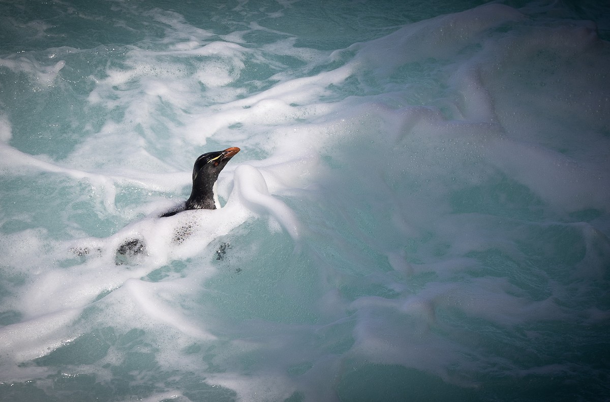 Southern Rockhopper Penguin - Doris Gertler