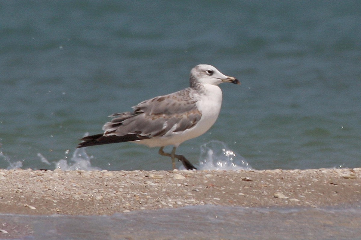 Pallas's Gull - J Higgott