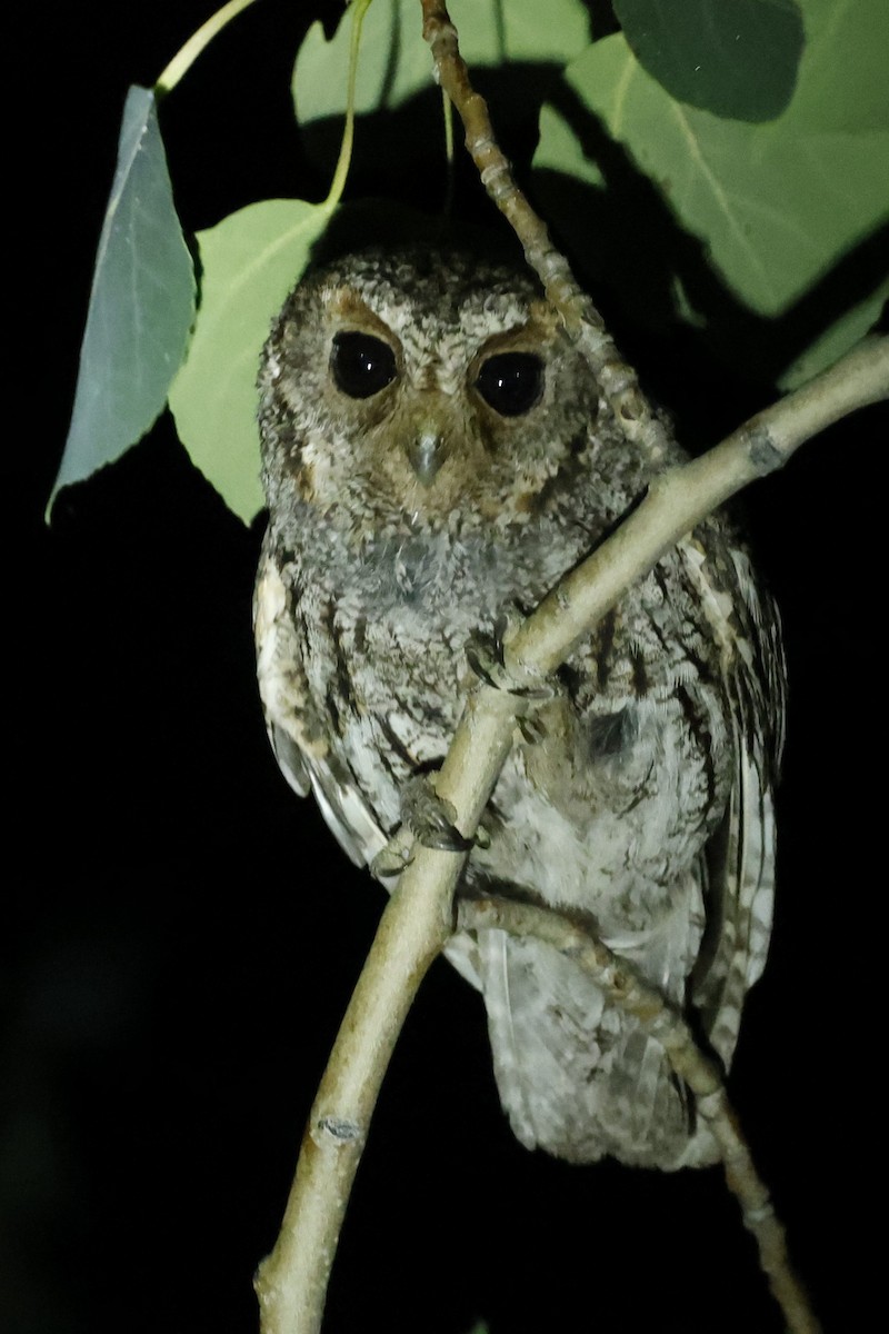 Flammulated Owl - ML621508662