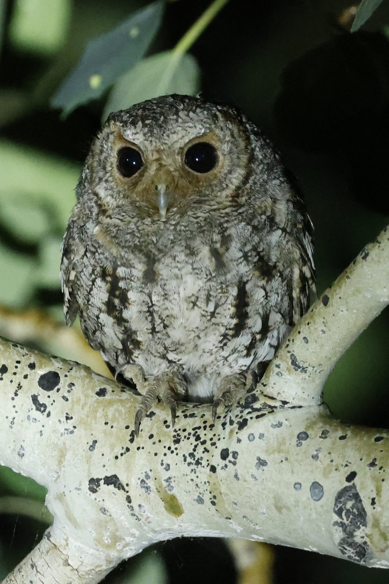 Flammulated Owl - ML621508663