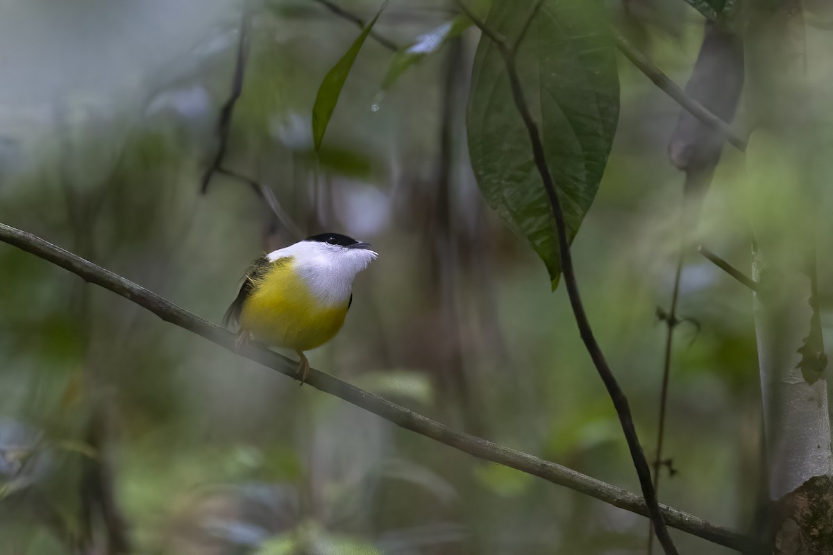 White-collared Manakin - ML621508694