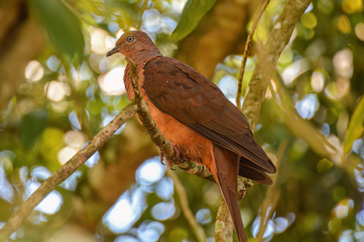 Brown Cuckoo-Dove - ML621508711