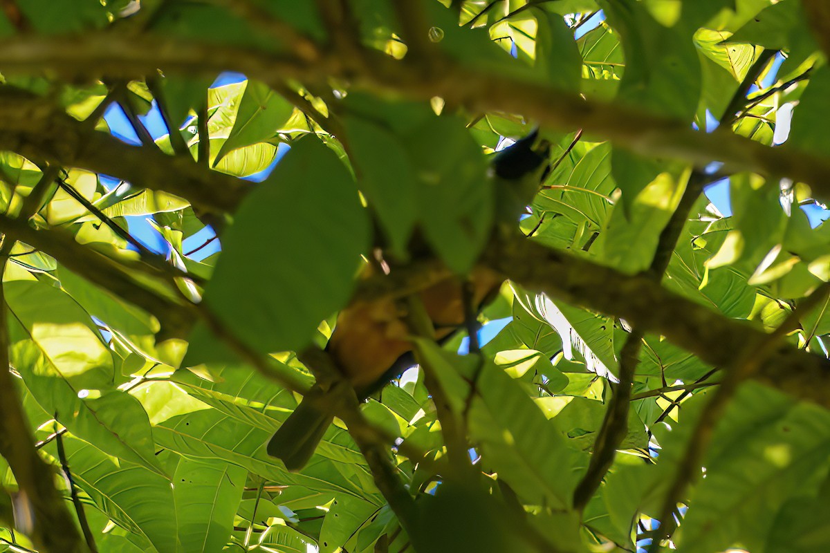 Black-faced Monarch - ML621508742