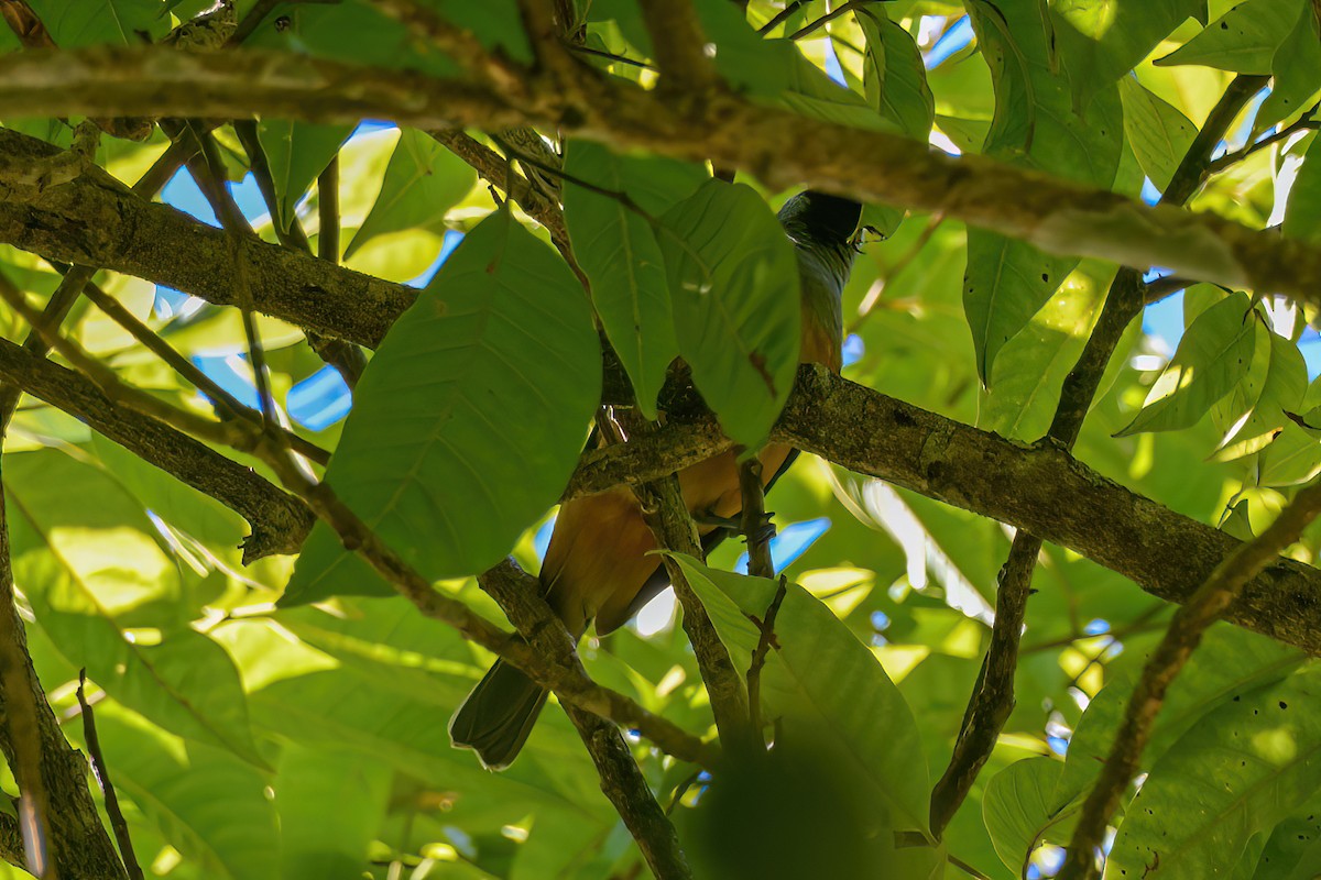 Black-faced Monarch - ML621508748