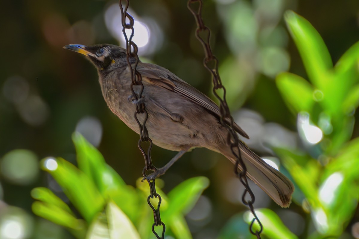 Bridled Honeyeater - ML621508777