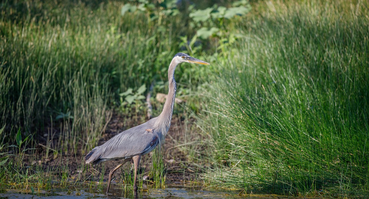 Great Blue Heron (Great Blue) - ML621508779